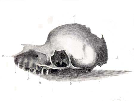 Bunyip_skull.jpg